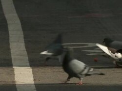 A flock of pigeons fight for a couple of pieces of hot dog in the bike lane in NYC. Stock Footage