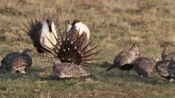 Wild sage grouse on Colorado lek during springtime mating ritual Stock Footage