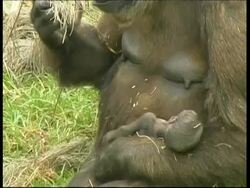 Gorilla, mother and baby, tilt down and up, chewing mother sitting cradling young baby, CU, Israel Stock Footage