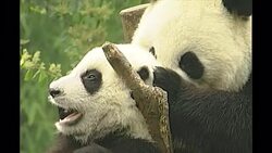 Giant pandas in an enclosure News Clip