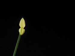 HD TIME-LAPSE: Blooming Daffodil Stock Footage