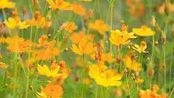 Moving of colorful flowers Stock Footage