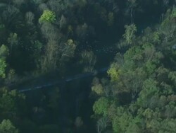 Long Shot  aerial tracking-left zoom-in zoom-out - A flock of pigeons flies over a forest and marsh. /  USA Stock Footage