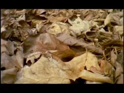 Pan across leaf litter, Nagarahole, Southern India Stock Footage