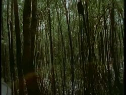 MS Tracking forward, POV of boat moving through flooded forest, South America Stock Footage