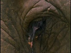 BCU Indian Elephant, Elephas maximus bloodshot eye, Western Ghats, India Stock Footage