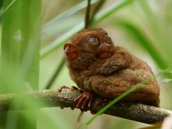 "LS through leaves of a Philippines tarsier widening eyes quickly while crouched on a branch / Bohol Island, Philippines" Stock Footage