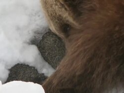 ECU SLO MO  Grizzly bear digging in snow searching for food / Livingstone, Montana, United States Stock Footage