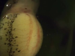 Close-up of a glass frog larva (tadpole) developing in its egg, seven days after being laid. Stock Footage