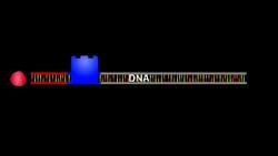 The Control of Gene Expression Instructional Video