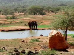 MS Shot of Elephant drinking water from watering hole and ducks swimming in watering hole / Serengeti, Kenya  Stock Footage