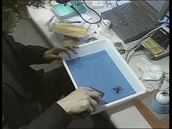 Japan - Cockroaches used in science News Clip