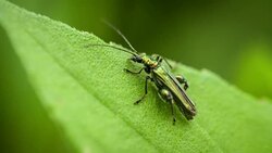 Oedemeridae Beetle macro shot Stock Footage