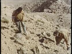 Bahrain 1960s - herd of goats in the barren desert landscape. Two archaeologists studying archaeology site. Stock Footage