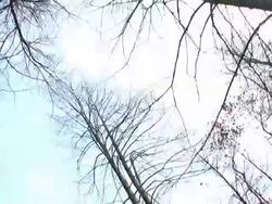 HD: Hugging A Tree Stock Footage