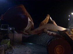 Bulldozer moves the sugar beets into a metal track. Stock Footage