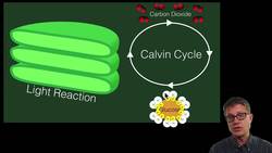 The Chloroplast Instructional Video