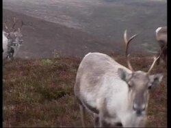 Xmas feature on UK's only herd of free-ranging reindeer, out on the hills and also pulling Santa's sleigh News Clip