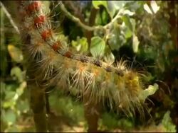Gypsy moth (Lymantria dispar) Caterpillar eating; defensive hairs and warning colours, Andalusia, Southern Spain Stock Footage