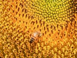 Bee on Sunflower Stock Footage