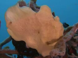Frog Fish with fins adapted as 'hands', Southern Visayas, Philippines Stock Footage