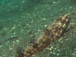 Lizardfish, on bottom, close up, Indonesia  Stock Footage