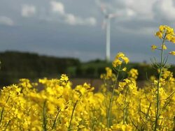 Rape field in front of a wind turbine Stock Footage