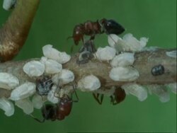 CU Red ants, Crematogaster sp, crawling over branch, Botswana, Africa Stock Footage