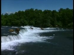 WA view of several Brown bears standing/fishing in rapids of wide, fast flowing river, Arctic circle Stock Footage