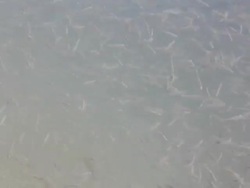 Group of small fish in the water : timelapse speed. Stock Footage