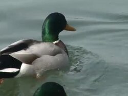 HD: Colorful ducks Stock Footage