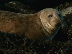 MS Grey seal (Halichoerus grypus), seal lying on seaweed covered rocks turns head to camera, Norfolk, UK Stock Footage