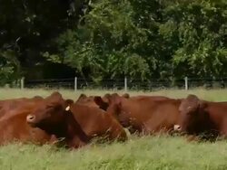 T/L Cattle (Bos taurus) in field take 3, UK Stock Footage