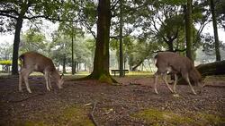 Deer in Nara park, Japan Stock Footage