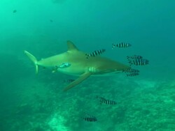 Silky sharks with pilot fish, Saudi Arabia, Gulf  Stock Footage