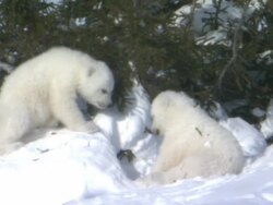 WS Wind blows over icy landscape  / Wapusk National Park, Manitoba, Canada Stock Footage