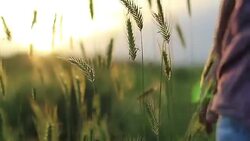 Touching the harvest Stock Footage
