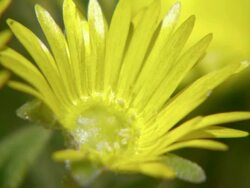 CU Shot of Yellow petalled succulent / Namaqualand, Northern Cape, South Africa Stock Footage