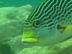 Sweetlips, at cleaning station, facing , gills being cleaned, Borneo, Malaysia, Southeast Asia Stock Footage
