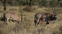 Gemsbok antelope Stock Footage