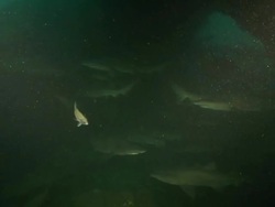 MS Shot of Ragged tooth shark aggregation swimming and drifting  with current below coral reef ledges / Aliwal Shoal, Kwa Zulu Natal, South Africa Stock Footage