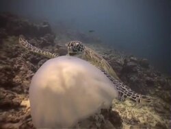 Green Sea Turtle feeding on Moon Jellyfish Stock Footage
