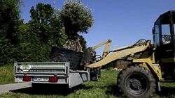 CLEAN : Rich Germans splurge on sun thirsty olive trees News Clip