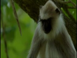 CU Hanuman Langur, Semnopithecus entellus, looking around, leaping out of frame, Western Ghats, India Stock Footage