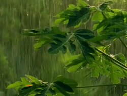 Tropical rain Stock Footage