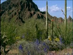 Desert estabs - saguaro cacti, ocotillos, blue Larkspur (Delphinium) and mountain range, Sonoran desert, USA Stock Footage