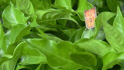 TESSARATOMID Tuesday or BALI STINK BUG Stock Footage