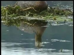 CU Grebe on nest, Arctic Circle Stock Footage