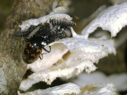 Female Pleasing Fungus Beetle (Erotylidae) with brood of larvae Stock Footage