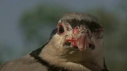 A bird with one blind eye stares. Stock Footage